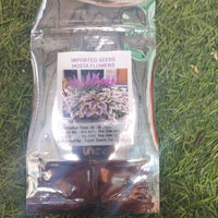 Shade-Tolerant and Cold-Hardy Hosta Flowers